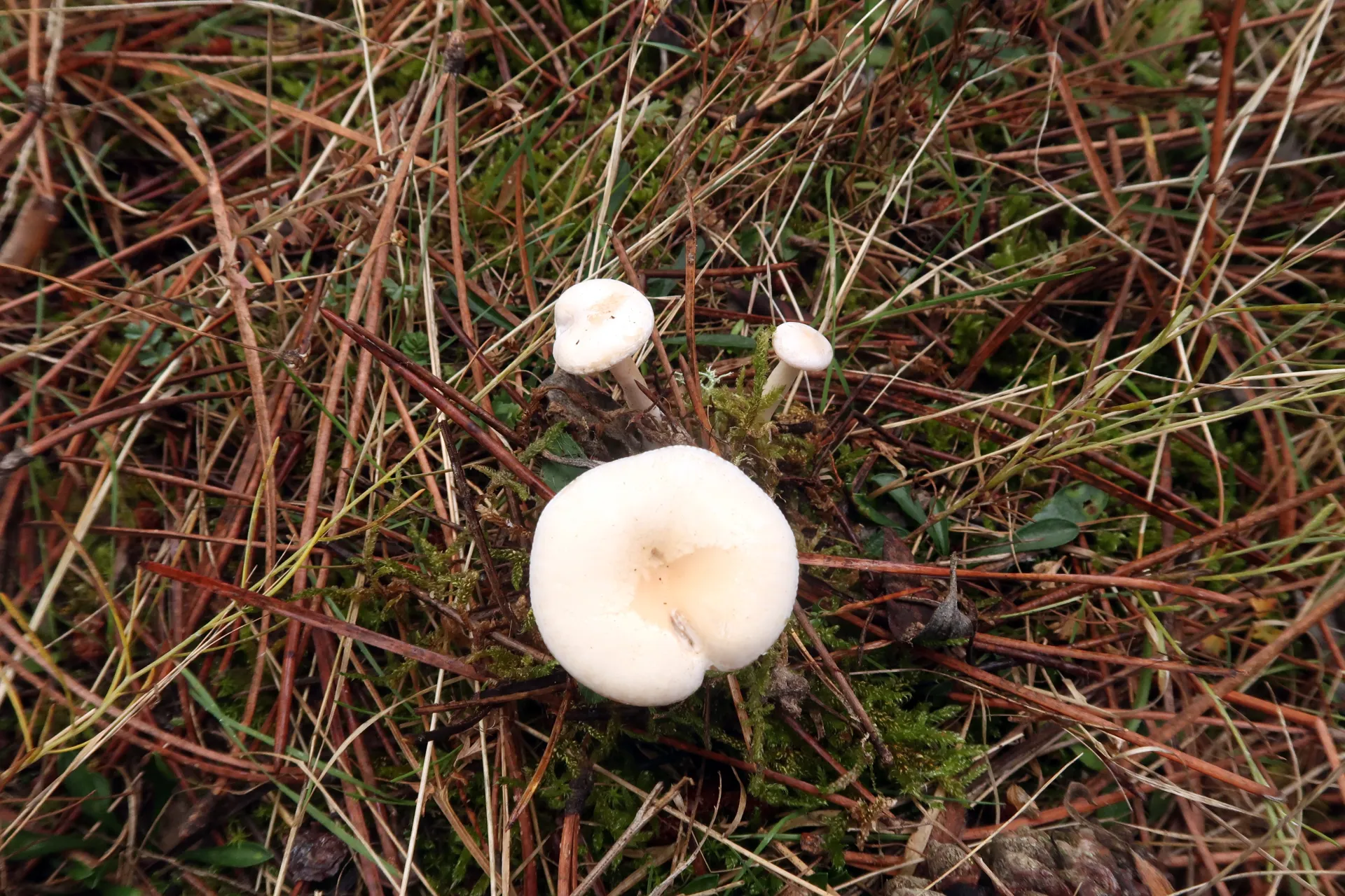 Leucocybe candicans - 1 - IMG_8219